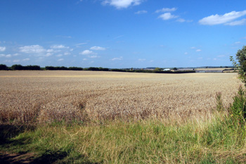 Countryside at Lower Sampshill August 2009